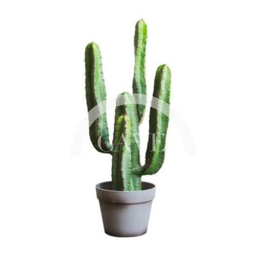 Indoor Artificial Plants - Hylocereus Cactus